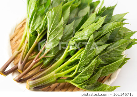 明日 明日 101146713