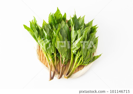 明日 明日 101146715