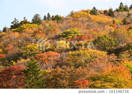 A mountain that turned red leaves A mountain that turned red leaves 101146716