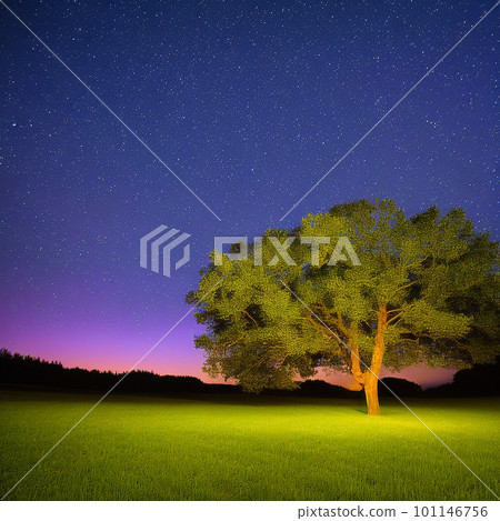 從草地上看到的星空 101146756