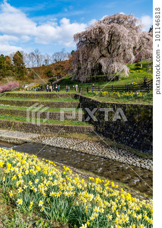 Spring in Uda in 2023 Yellow faucets coloring the riverbank and Matabei cherry blossoms on the opposite bank Spring in Uda in 2023 Yellow faucets coloring the riverbank and Matabei cherry blossoms on the opposite bank 101146818