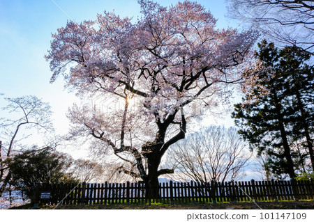日落和御殿櫻 日落和御殿櫻 101147109