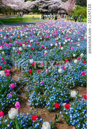 Nemophila 和郁金香(垂直) Nemophila 和郁金香(垂直) 101147110