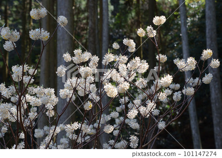 三又殖民地 101147274