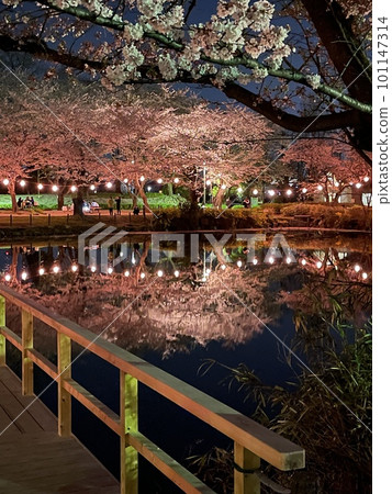 櫻花在夜和櫻花反射在水面上 101147314