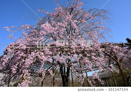 盛開的染井吉野，京都市東寺 101147334