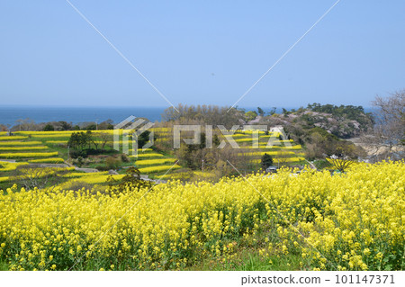 Rape flower blooming hill 101147371