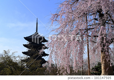 Fujizakura (weeping cherry) in full bloom and a five-storied pagoda, Toji, Kyoto 101147505