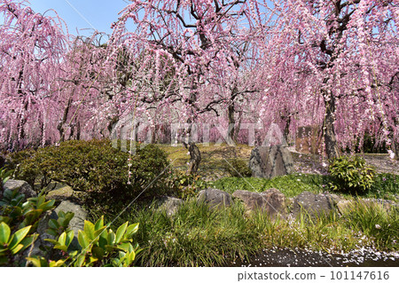 Jonangu Weeping Plum Jonangu Weeping Plum 101147616