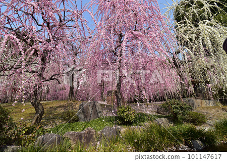 Jonangu Weeping Plum 101147617