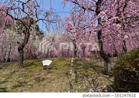 Jonangu Weeping Plum Jonangu Weeping Plum 101147618