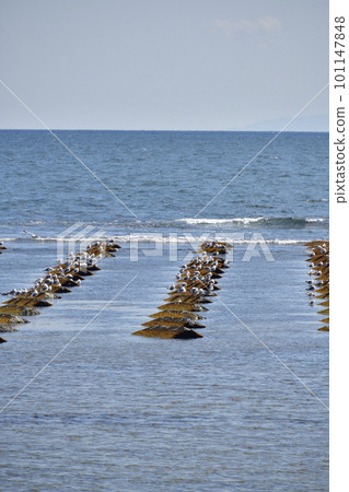 春天在北海道北斗市的海藻人工礁上拍攝海鷗的風景 101147848