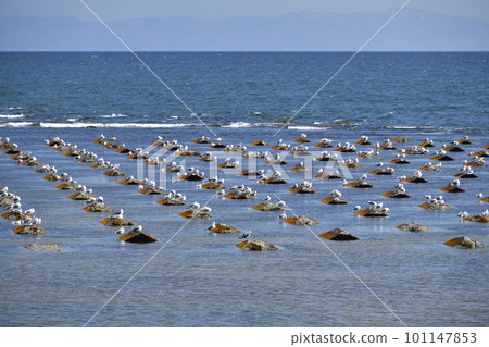 春天在北海道北斗市的海藻人工礁上拍攝海鷗的風景 春天在北海道北斗市的海藻人工礁上拍攝海鷗的風景 101147853