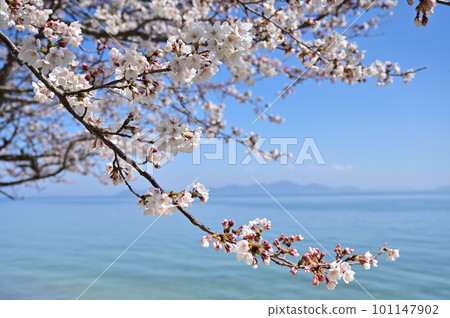 琵琶湖北平櫻花 琵琶湖北平櫻花 101147902