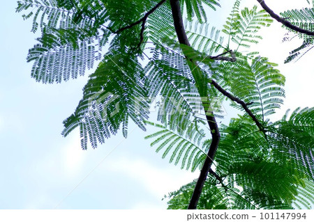 Hoe leopard leaves Hoe leopard leaves 101147994