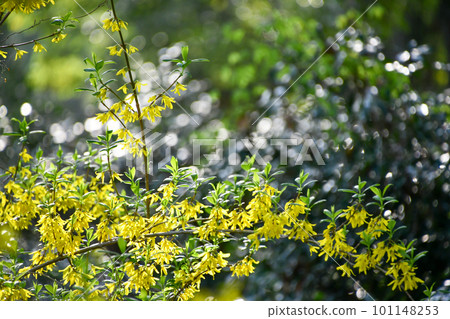 Forsythia flower 101148253