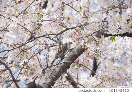 棕色有耳的歌手吮櫻花花蜜 101148410