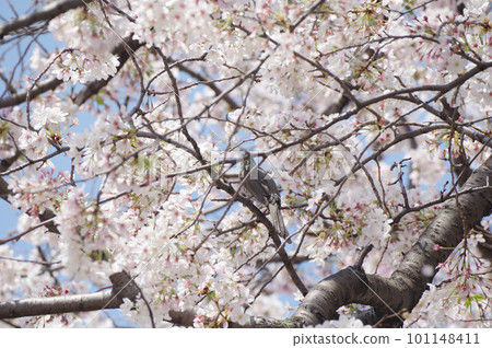 棕色有耳的歌手吮櫻花花蜜 棕色有耳的歌手吮櫻花花蜜 101148411