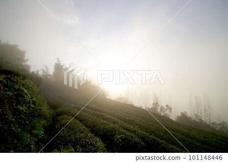 台灣日出阿里山山脈和茶園的景觀 101148446