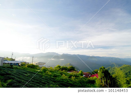 台灣日出阿里山山脈和茶園的景觀 101148453