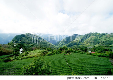 阿里山山脈和台灣茶田的風景 101148462
