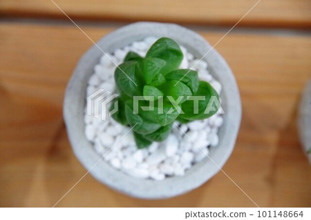 Haworthia succulents 101148664