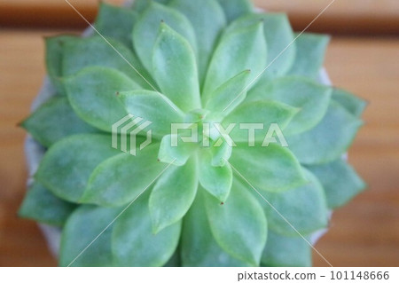 Silver Star Succulent Plant 101148666
