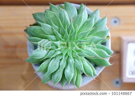 Silver Star Succulent Plant 101148667