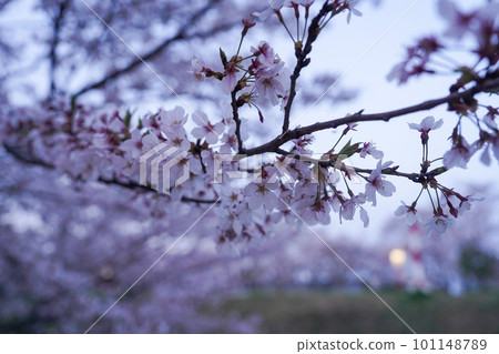 Cherry blossoms and buds, spring sunlight 101148789