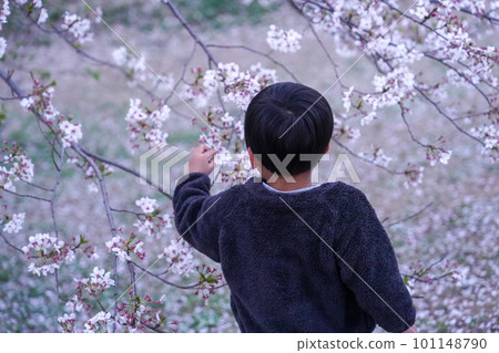 Boy looking up at cherry blossoms in full bloom 101148790
