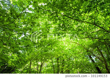 Fresh green forest [Walking in a refreshing forest] 101149153