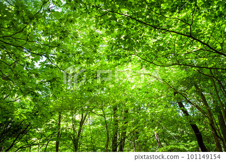 Fresh green forest [Walking in a refreshing forest] 101149154