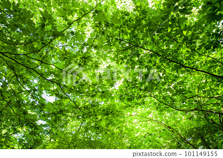 Fresh green forest [Walking in a refreshing forest] 101149155