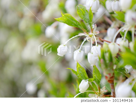Dodantsuji 的白花在早春綻放 101149416