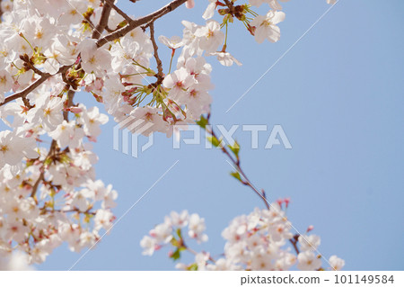 櫻桃樹 櫻桃樹 101149584