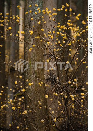 Yashikiyama Mitsumata Colony [Kiryu City, Gunma Prefecture] 101149639