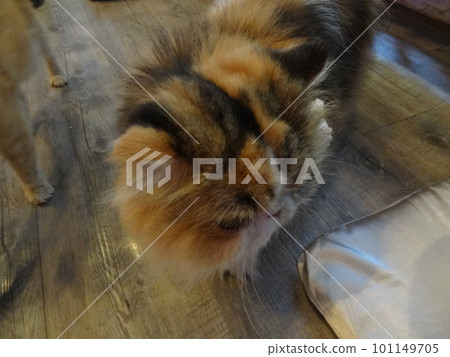 泰國曼谷貓咖啡館 泰國曼谷貓咖啡館 101149705