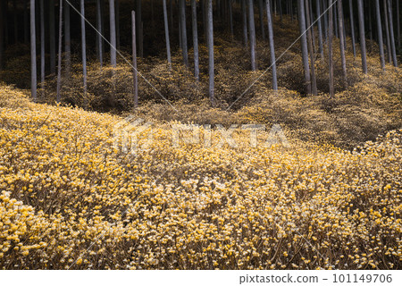 Yashikiyama Mitsumata Colony [群馬縣桐生市] 101149706