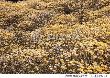 Yashikiyama Mitsumata Colony [Kiryu City, Gunma Prefecture] 101149711