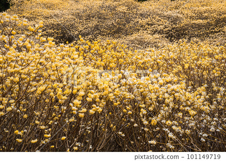 Yashikiyama Mitsumata Colony [Kiryu City, Gunma Prefecture] 101149719