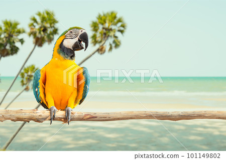 macaw parrot bird smile exotic animal catch on wood against sea beach tropical summer with copy space for travel advertising banner background macaw parrot bird smile exotic animal catch on wood against sea beach tropical summer with copy space for travel advertising banner background 101149802