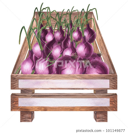 Onion in a wooden box watercolor illustration. Hand drawn on an isolated white background. Onion in a wooden box watercolor illustration. Hand drawn on an isolated white background. 101149877
