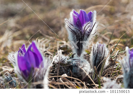 Pulsatilla halleri or pulsatilla taurica flowers in Crimea 101150015