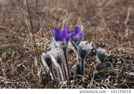 Pulsatilla halleri or pulsatilla taurica flowers in Crimea 101150019