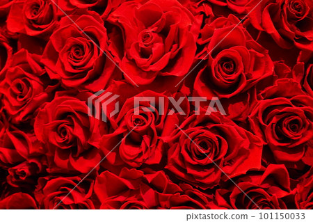 Rose red Rose red 101150033