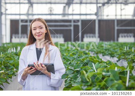 portrait scientist in large green house organic strawberry agriculture farm for plant research working woman. portrait scientist in large green house organic strawberry agriculture farm for plant research working woman. 101150263