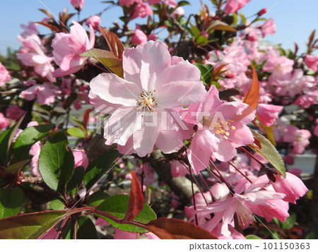 Flower of Hanakaido 101150363
