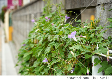 Morning glory tangled in the fence 101150412