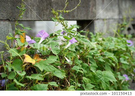 Morning glory blooming on the roadside 101150413