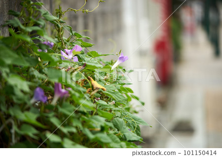 Purple flowers blooming in the back alley, morning glory 101150414